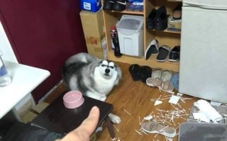 哈士奇是如何拆解电脑屏幕的？（学习哈士奇拆解电脑屏幕的简易教程）