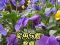西瓜拍照电脑调色技巧教程（打造清爽生动的西瓜照片，从拍摄到电脑调色一网打尽）