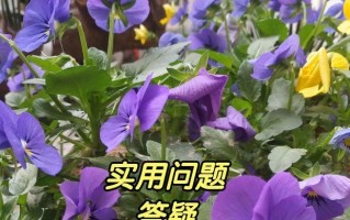 西瓜拍照电脑调色技巧教程（打造清爽生动的西瓜照片，从拍摄到电脑调色一网打尽）
