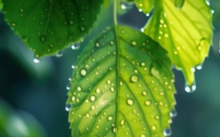《打造炫酷电脑桌面雨滴特效，享受视觉盛宴》（学习电脑桌面雨滴特效，让你的桌面焕发生机）