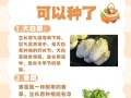 以大白菜制作ISO教程（如何利用大白菜制作自己的ISO文件）