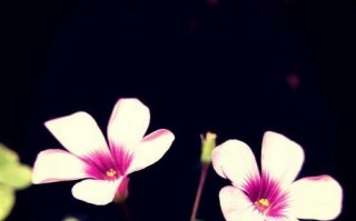 360N4照相表现如何？（探究360N4照相功能的优势与劣势）