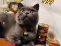 揭秘俄罗斯猫罐头的味道与口感（探索俄罗斯猫罐头独特的食材与制作工艺）