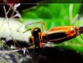 以摄之宝近摄接圈的功能和特点（发掘微距摄影的新境界，全面解析近摄接圈）