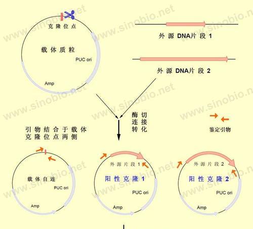 使用PE工具克隆教程（详细指南和技巧助你轻松克隆文件系统）-第2张图片-数码深度