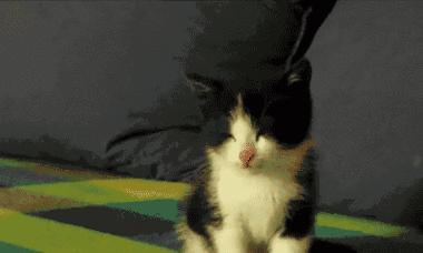 如何设置电脑动态小猫桌面？（快速了解动态小猫桌面的设置步骤及注意事项）-第3张图片-数码深度