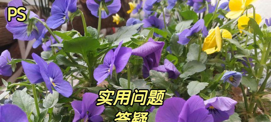 西瓜拍照电脑调色技巧教程（打造清爽生动的西瓜照片，从拍摄到电脑调色一网打尽）-第1张图片-数码深度